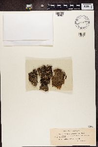 Cladonia caespiticia image