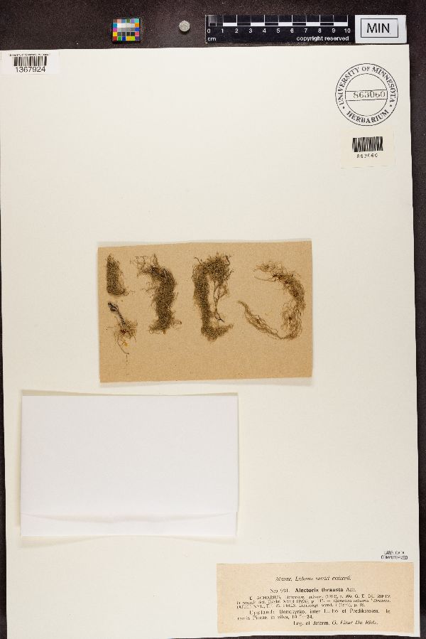 Ramalina chondrina image