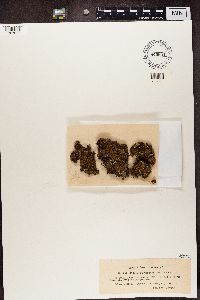 Peltigera didactyla image
