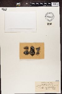 Lecidea ramulosa image