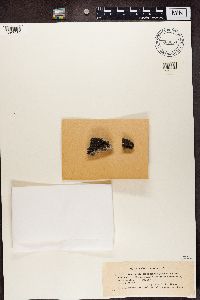 Acarospora glaucocarpa image