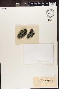 Rhizocarpon geographicum image