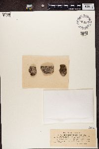 Rhizocarpon petraeum image