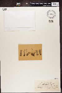 Cladonia squamosa image