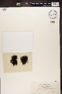 Bryoria simplicior image