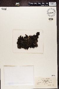 Parmelia saxatilis image