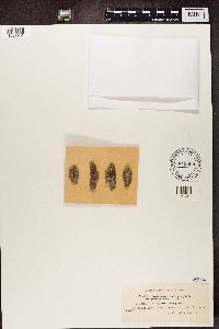 Bacidia rubella image