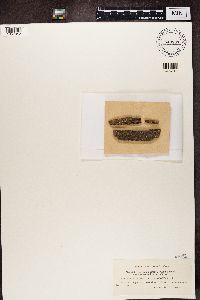 Hypocenomyce scalaris image