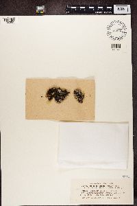 Rinodina turfacea image