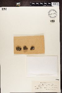 Diploschistes scruposus image
