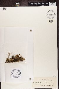 Stereocaulon botryosum image