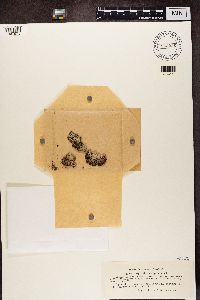 Image of Gyrophora depressa
