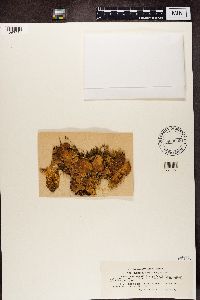 Lobaria pulmonaria image