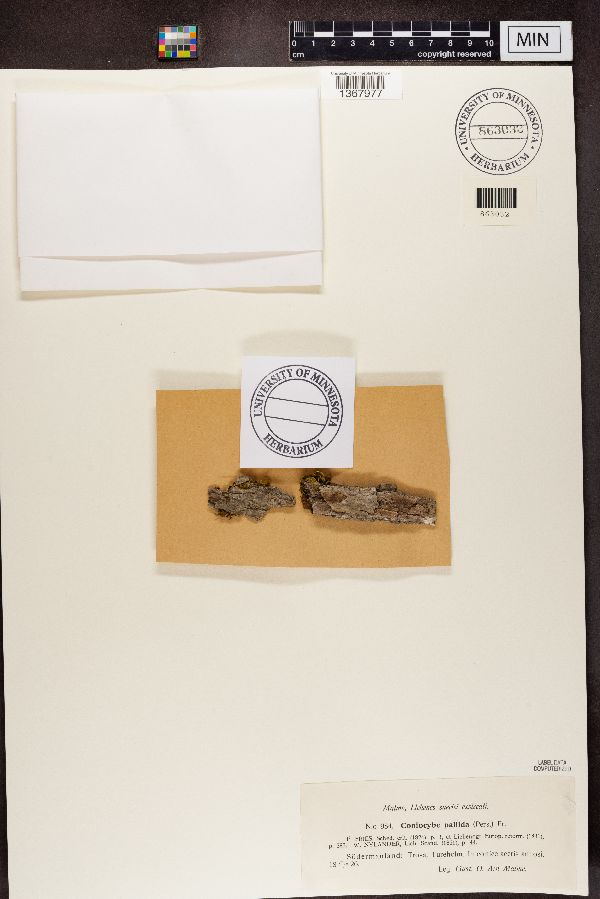 Sclerophora pallida image