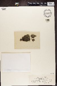 Trapeliopsis granulosa image