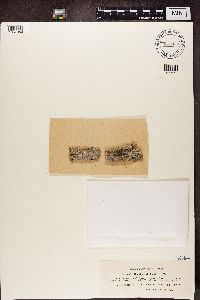 Bacidia rubella image