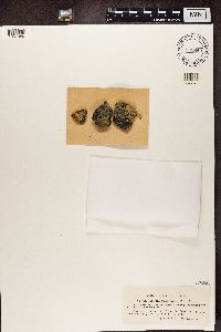 Lecidea atrobrunnea image