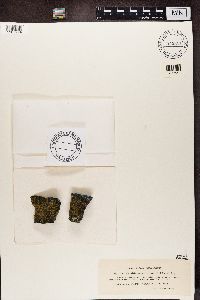 Candelariella vitellina image