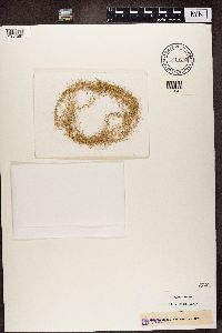 Usnea longissima image