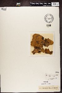 Peltigera aphthosa image