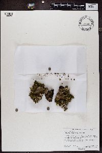 Peltigera didactyla image