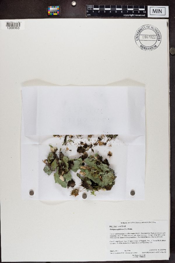 Peltigera image