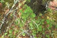 Peltigera aphthosa image