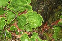 Peltigera aphthosa image