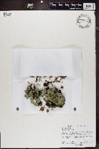 Image of Peltigera aphthosa