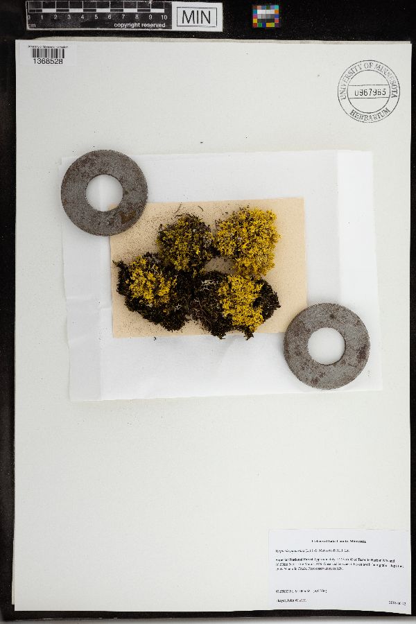 Vulpicida juniperina image