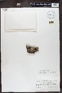 Imshaugia aleurites image