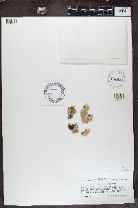 Parmotrema subtinctorium image