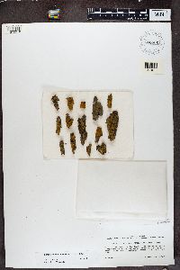 Caloplaca microphyllina image