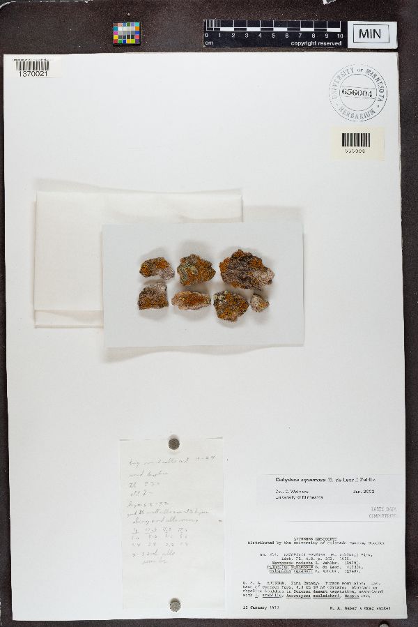 Caloplaca modesta image