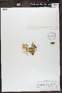 Alectoria lata image