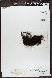 Alectoria fremontii image