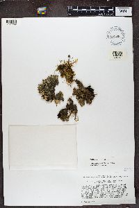 Peltigera polydactyla image