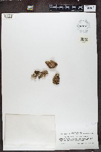 Tuckermanopsis chlorophylla image