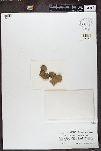 thumbnail image of current specimen