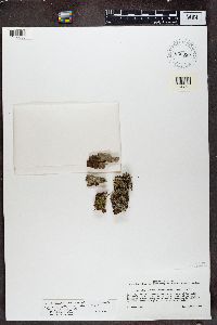 Lecidea berengeriana image