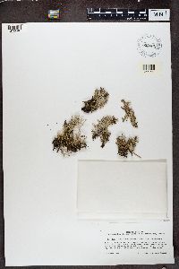 Cladonia multiformis image