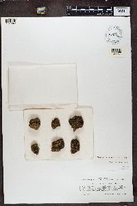 Psora icterica image