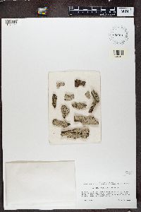 Physcia tribacoides image