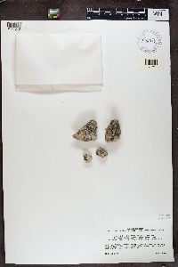 Sarcogyne regularis image