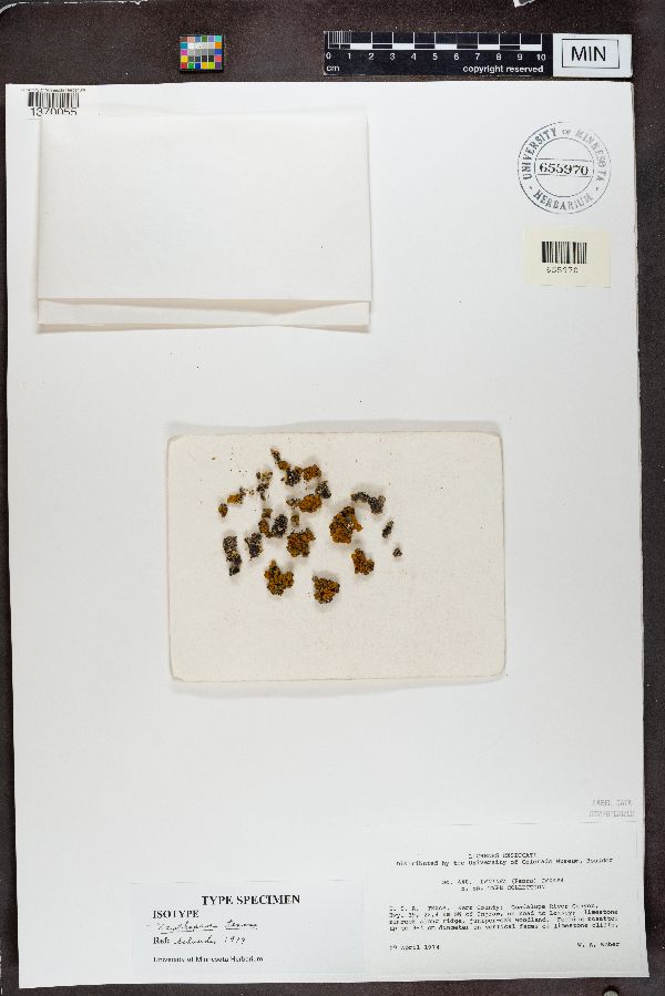 Lecidea texana image