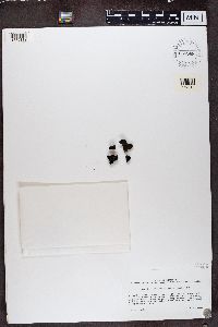 Psorula rufonigra image