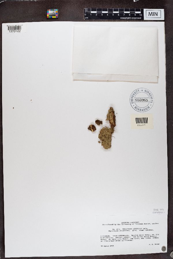 Thelotrema diminitum image