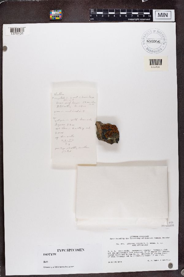 Lecanora mellea image