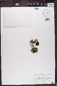 Hypotrachyna revoluta image