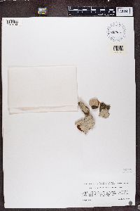 Stictis urceolatum image